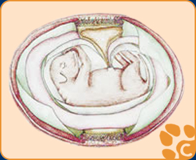 Fetus in Fruchthüllen