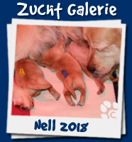 Galerie Wurf Nell 2018