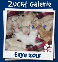 Galerie Wurf Enya 2018