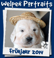 Galerie Welpen Portraits