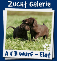 Zucht Galerie