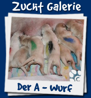 Zucht Galerie