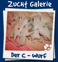 Zucht Galerie