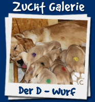 Zucht Galerie