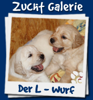 Zucht Galerie