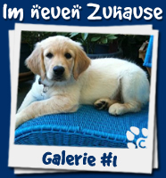 Welpen im neuen Zuhause