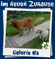 Welpen im neuen Zuhause