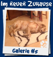 Welpen im neuen Zuhause