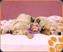 Golden Retriever Welpen