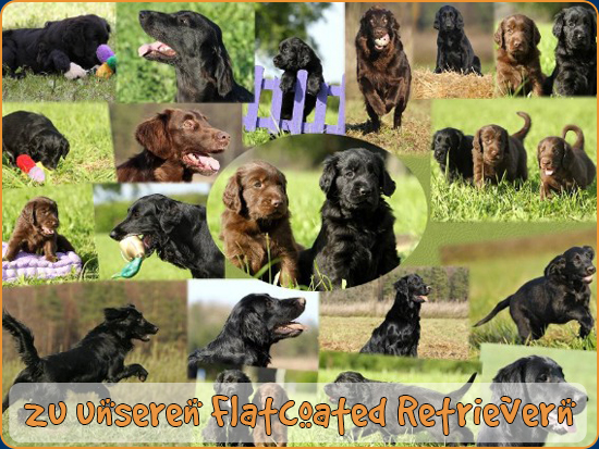 Unsere Flatcoated Retriever