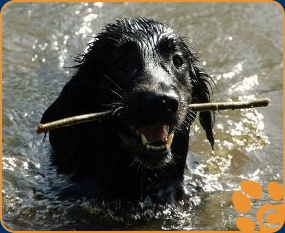 Standart Golden Retriever