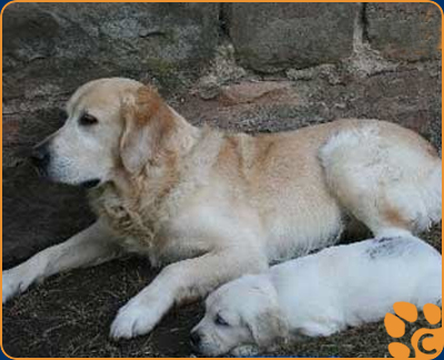 Balou Simbah Bild 3