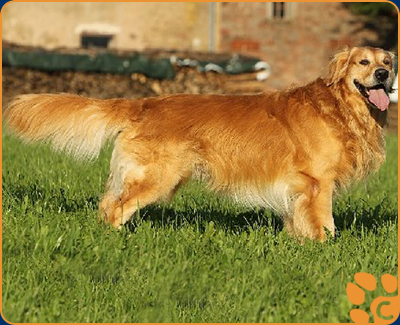 Balou Simbah Bild 3