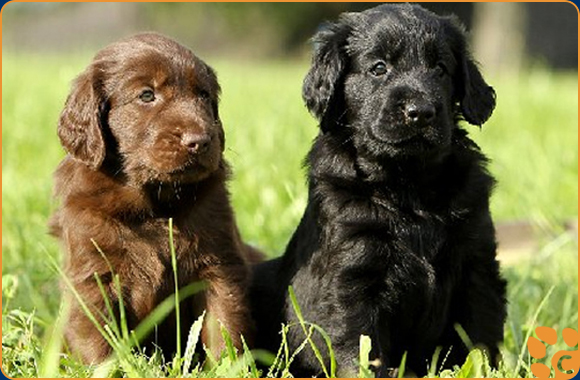 Flat Coated Retriever Welpen